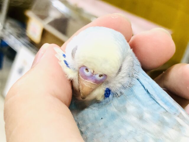 ピットっとさせて欲しいです～♪　