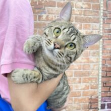 最新画像！甘々ボーイ😎  ベンガル(ブラウンスポテッドタビー) 男の子☆ 2022年12月10日生まれ！