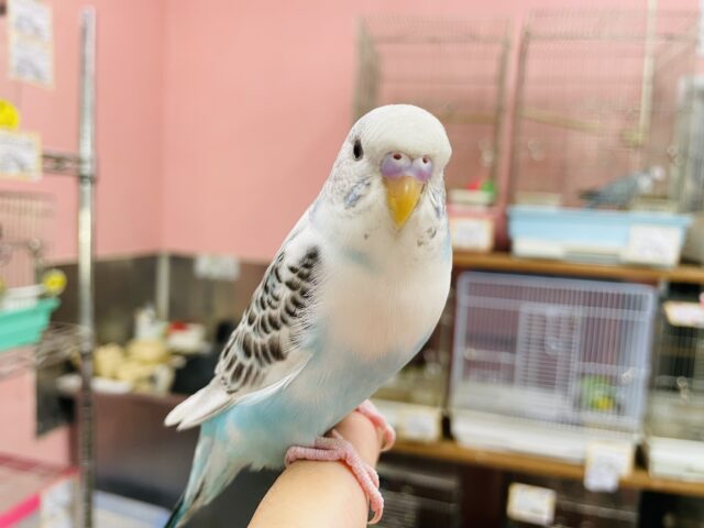 最新画像あります☆ヒナ餌卒業‼️模様多めがチャームポイント♪セキセイインコのハルクイン！