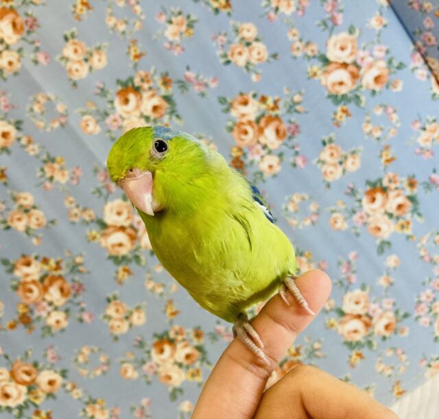 立派に逞しく成長🌵❤︎とってもかわいいよ❤︎手乗りマメルリハ(グリーンパイド)💚💛