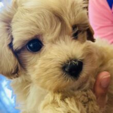 わんちゃん界の二枚目ꪔ̤̥‎ ❤︎⁇美男子マルプーくん❤︎男のコ♂