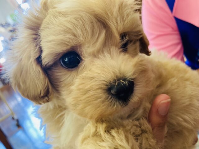 わんちゃん界の二枚目ꪔ̤̥‎ ❤︎⁇美男子マルプーくん❤︎男のコ♂