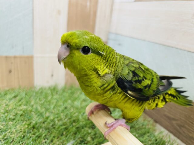 最新画像あります☆ヒナ餌卒業‼️深いグリーンが渋くてかっこいいコ‼️サザナミインコのノーマル！