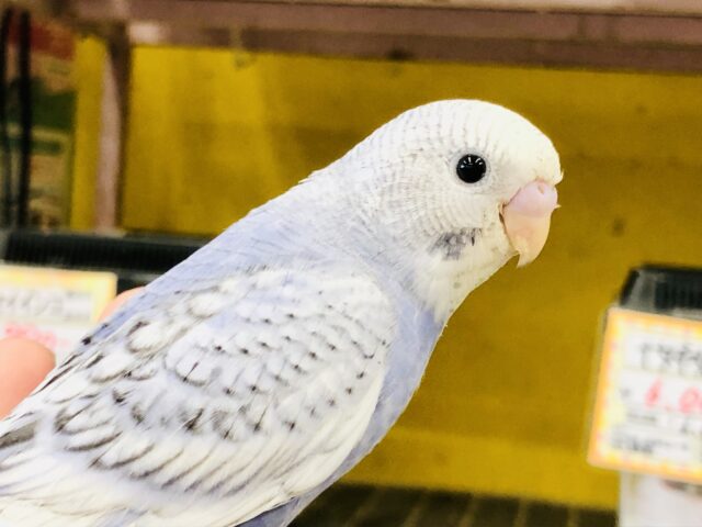 少しバイオレット系？　セキセイインコ　R５　８／２３撮影