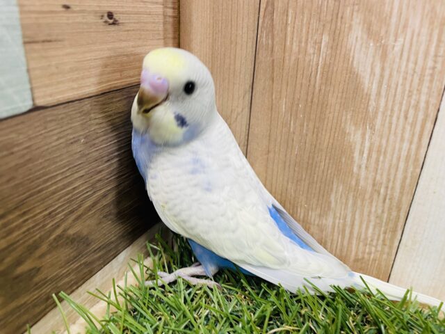 最新画像あります☆淡いお色に綺麗な模様♪セキセイインコのパステルレインボースパングル！