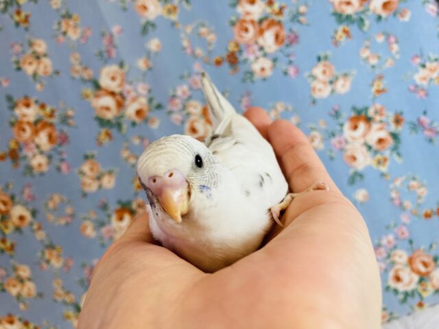 大人気❤︎激かわの❤︎ホワイトハルクインさんです❤︎🪶✨