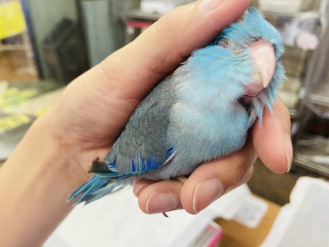 ｶｷｶｷ大好き💙*ˊᵕˋ 激かわマメっちです💙🫧