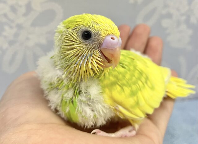 スマイルあげちゃう！ セキセイインコ(スパングルパイド)2023年8月生まれ