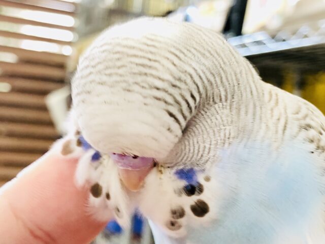 人気のジャンボちゃん　背中のシナモン柄がアクセント！　