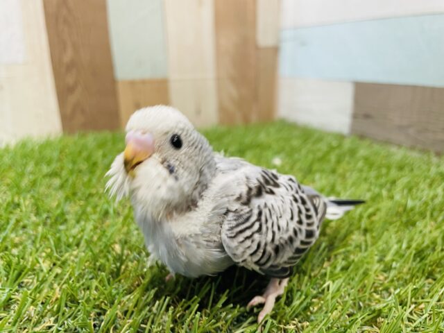 最新画像あります☆グレー？ブルー？どんなカラーになるか楽しみなコ！セキセイインコのオパーリン！