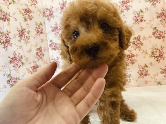 甘えんぼでもご飯はペロリだよ(´ч` *)❤︎トイプードルちゃん女のコ❤︎♀