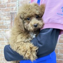 最新画像！甘えさせて〜☺️マルチーズ×トイプードル(クリーム) 男の子☆ 2023年7月1日生まれ！