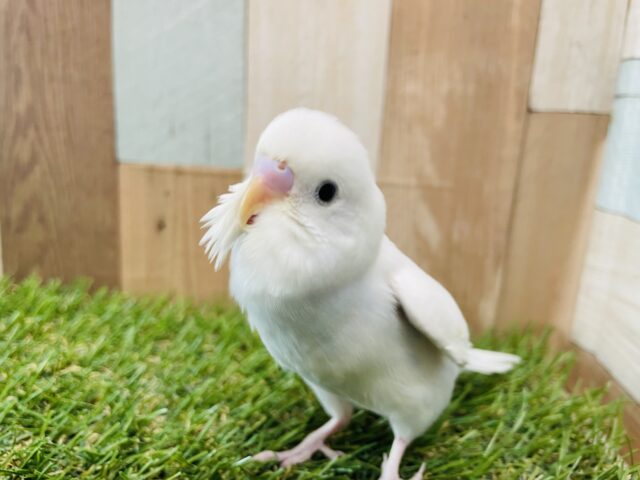 最新画像あります☆腰のブルーがチャームポイント♪セキセイインコのダブルファクター！
