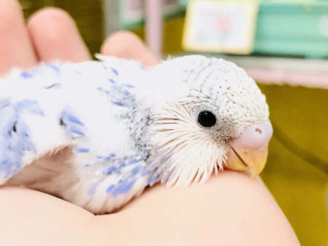 白、青パイドがやってきましたよ～　人気絶好調です！！