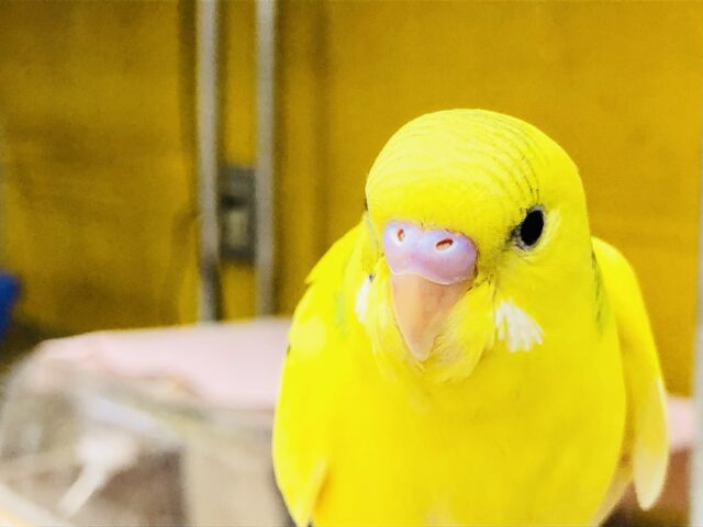 所々の模様がチャームポイント　セキセイインコ　R５　８／２３撮影