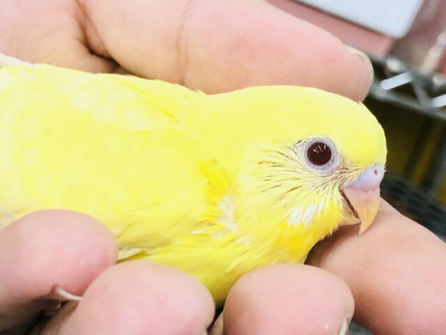 元気にフレッシュ!! 明るいカラーです♪ 元気にフレッシュ!! 明るいカラーです♪