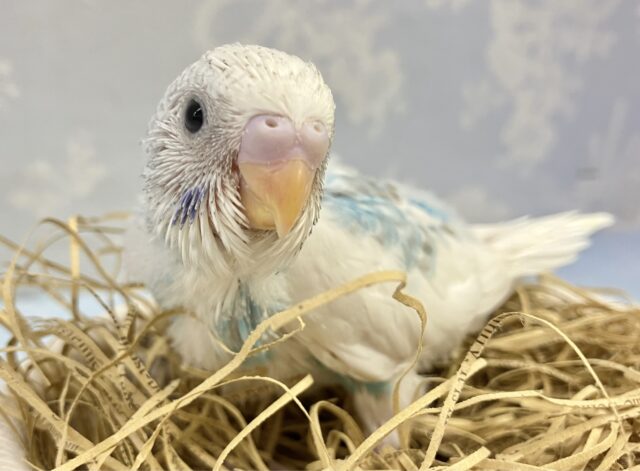空色ビューティー☁️🫧 セキセイインコ(スパングルパイド)2023年9月生まれ