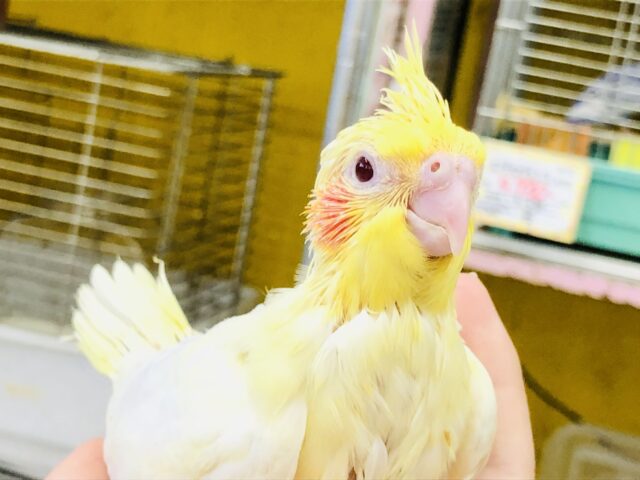 さあさあお待ちかねのヒナではないでしょうか？？