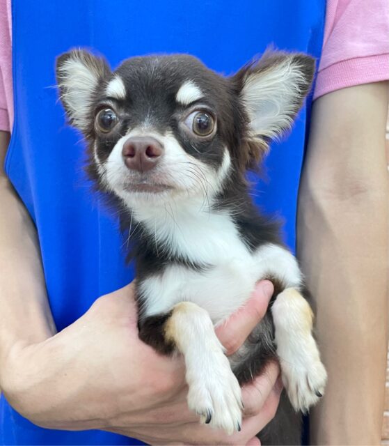 最新画像！ 元気元気！！チワワ（チョコレートタン＆ホワイト）男の子☆ 2022年12月16日生まれ ！