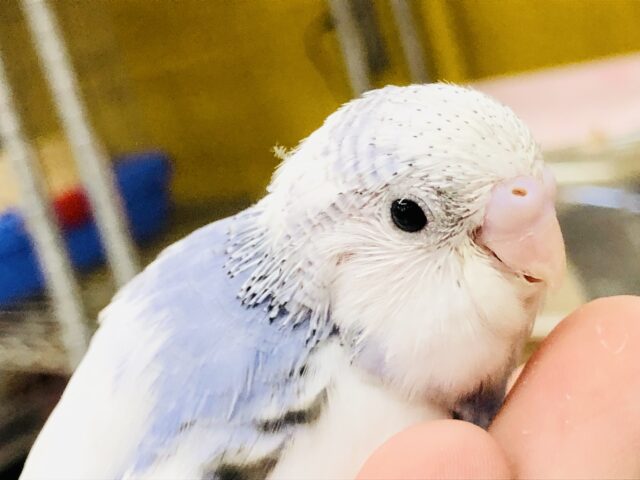 このカラーは・・・　パイドかな～？