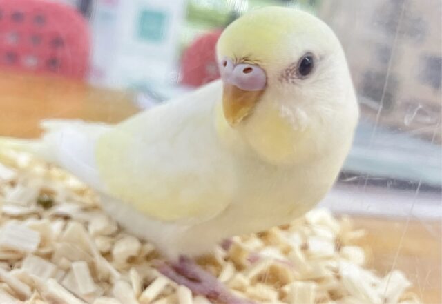 最新画像あります✨️レアカラー❣️優しい色合いがキュート！🌼*･セキセイインコ(クリーム) 2023年7月生まれ