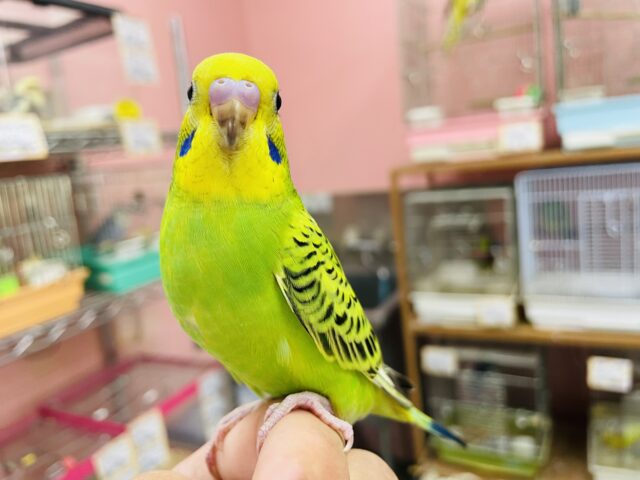 最新画像あります☆ピーンとポーズが可愛すぎます！！セキセイインコのオパーリン！