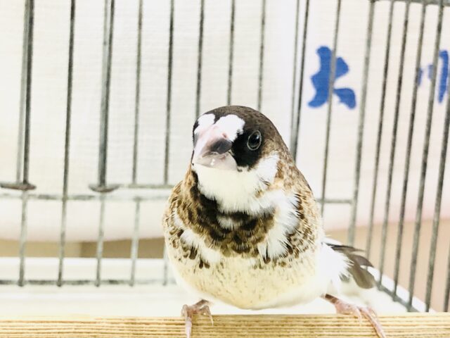 昔ながらの十姉妹　R５　８／１撮影