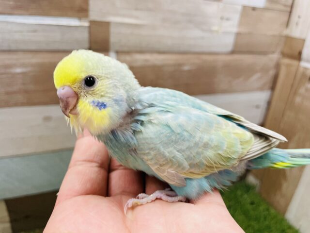 最新画像あります☆淡いお色が人気なんです〜！！セキセイインコのパステルレインボー！
