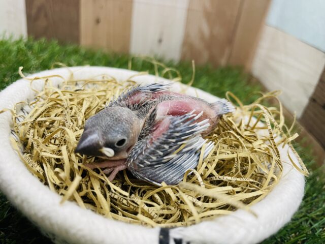 坊主あたまにも見える可愛いヒナさん！シルバー文鳥！！