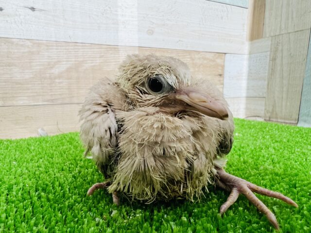 けがれのないピュア♡ジュズカケバトのヒナが入舎しました〜