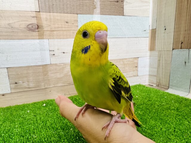 世話好き？明るい性格のセキセイインコ〜
