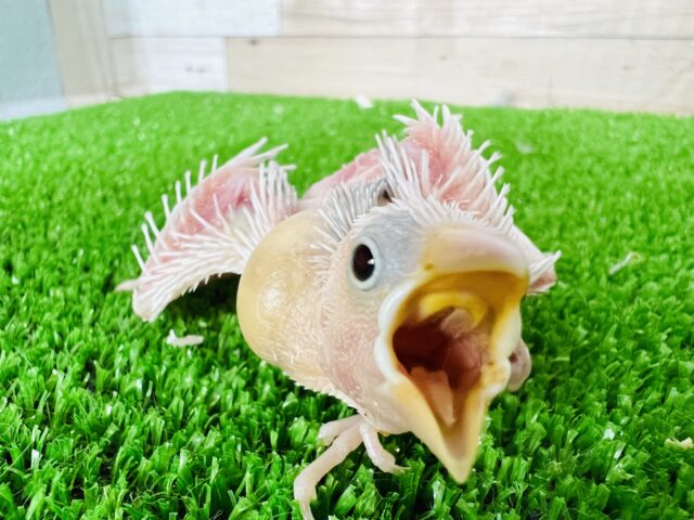 ついに白文鳥の超ヒナ入舎ですーーー！！！