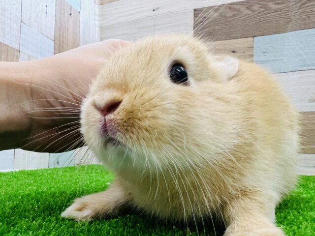 社交的？めちゃかわネザーランドドワーフラビット（オレンジ）