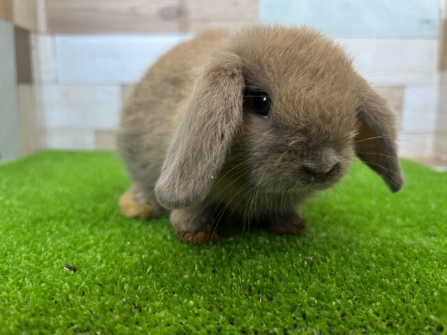 どんな色になる〜？めちゃかわロップイヤー