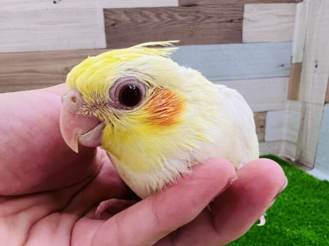 ついに来た！うるうる瞳のオカメインコ雛（ルチノー）