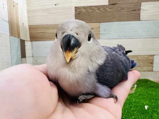 画像更新☆わたわた♡小桜インコ（バイオレット）入舎しました！