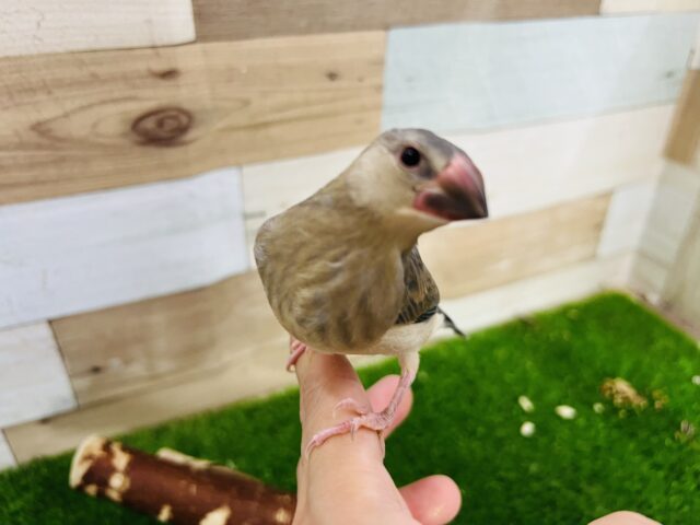 画像更新☆シュッと成長中〜桜文鳥❤