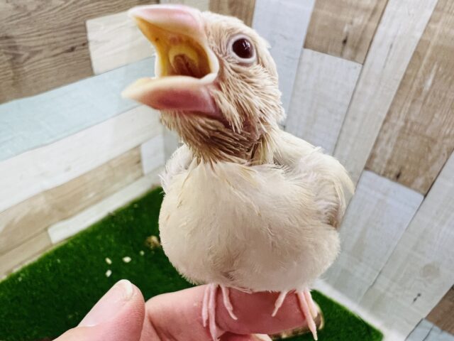 画像更新☆バブバブ赤ちゃん❤シナモン文鳥のヒナ入荷しました❤