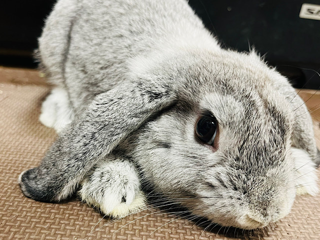 【最新画像更新🪄】ぬいぐるみみたいなもふもふ感♡ロップイヤーラビット(チンチラ)男の子