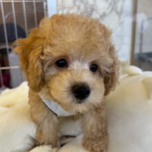きゅんきゅん💓トイプードル(アプリコット)の男のコきました〜✨️