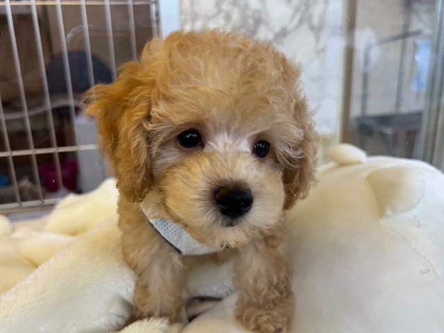 きゅんきゅん💓トイプードル(アプリコット)の男のコきました〜✨️