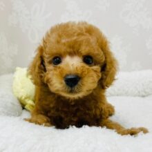 甘えん坊の寂しがりやさん！トイプードルの女の子😘