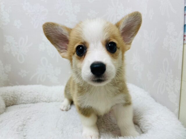 感情を全身で表現してくれる！甘えん坊のコーギーちゃん！