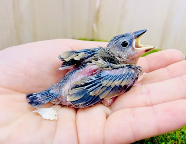 🌸お久しぶりに🌸ぶんぶんぶんちょう🌸登場です🌸　桜文鳥