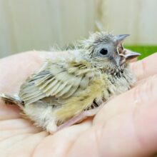 淡く！あざとく！ちびっちゃーーーい❣️メロメロキンカ🩷　キンカ鳥　シナモン