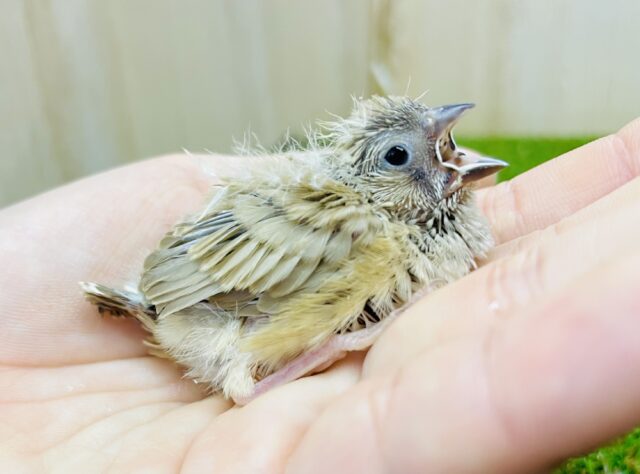 淡く！あざとく！ちびっちゃーーーい❣️メロメロキンカ🩷　キンカ鳥　シナモン