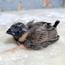 キンカチョウ ノーマル  🤎🕊‎✨