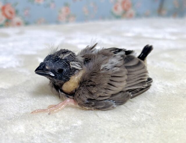 キンカチョウ ノーマル  🤎🕊‎✨