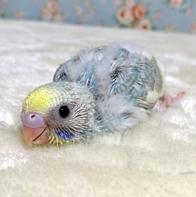 セキセイインコ パステルレインボークリームパイド ️💙💛🍦 ｡・:＋°｡・: