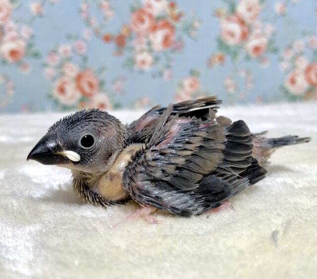 🌸桜文鳥🌸｡・:＋°